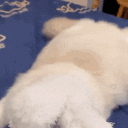 CatBunnyEars Emote