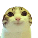 owo_cat Emote