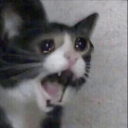 c_1catscream Emote