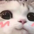 uwucat Emote