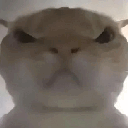 angycat Emote