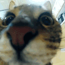 CatJUMP Emote