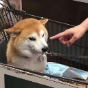 emoji_34 Emote