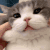 squishcat Emote
