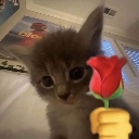 Rizz_cat_rose Emote