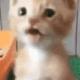 scarycat Emote
