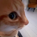 CatSideEye Emote