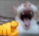 cat_wajaja Emote