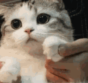 13654catpaws Emote