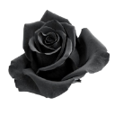 0073_blackflower Emote