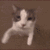 catkiss Emote