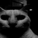 uncannycat Emote