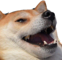 doggolaugh Emote