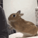 GiveAttentionPls Emote