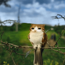 meowl Emote