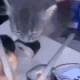 Cat_Fly Emote
