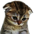 catsad Emote