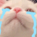 cat_tears Emote