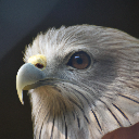 eagle_face Emote