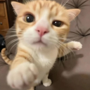 KittyPUNCH Emote
