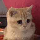 taktak Emote