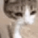 950203catslowfall1 Emote