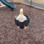 1062869487629631548 Emote