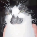 lockedin Emote