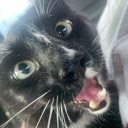 sillyluigiii Emote