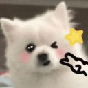 CutieDog Emote
