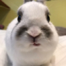 bruhbunny Emote