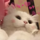 quefofo Emote