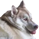 HuskyMax Emote