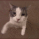 050kittykiss Emote