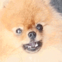 0_TeddyBark Emote
