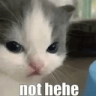 nothehecatto Emote