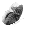 gothicbutterfly Emote