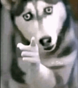 dogesh_tugya Emote
