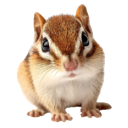 emoji_8 Emote