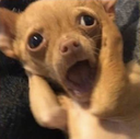 i55 Emote