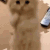 CatBeg_Dot_GG_femboiss Emote