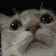 cat_check Emote