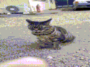 whattheflip Emote