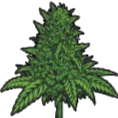 canna_buddy Emote