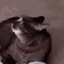 34636catalert Emote