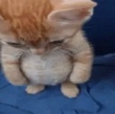 r2nim Emote