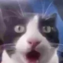 WHAT Emote