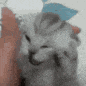 thevoices Emote