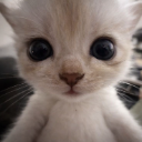 cute_ones Emote