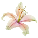 z31323132 Emote